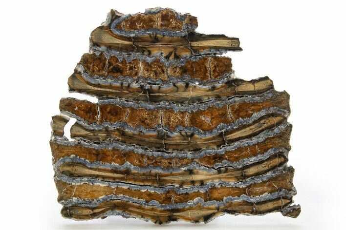 Polished Mammoth Molar Slice - South Carolina #319698